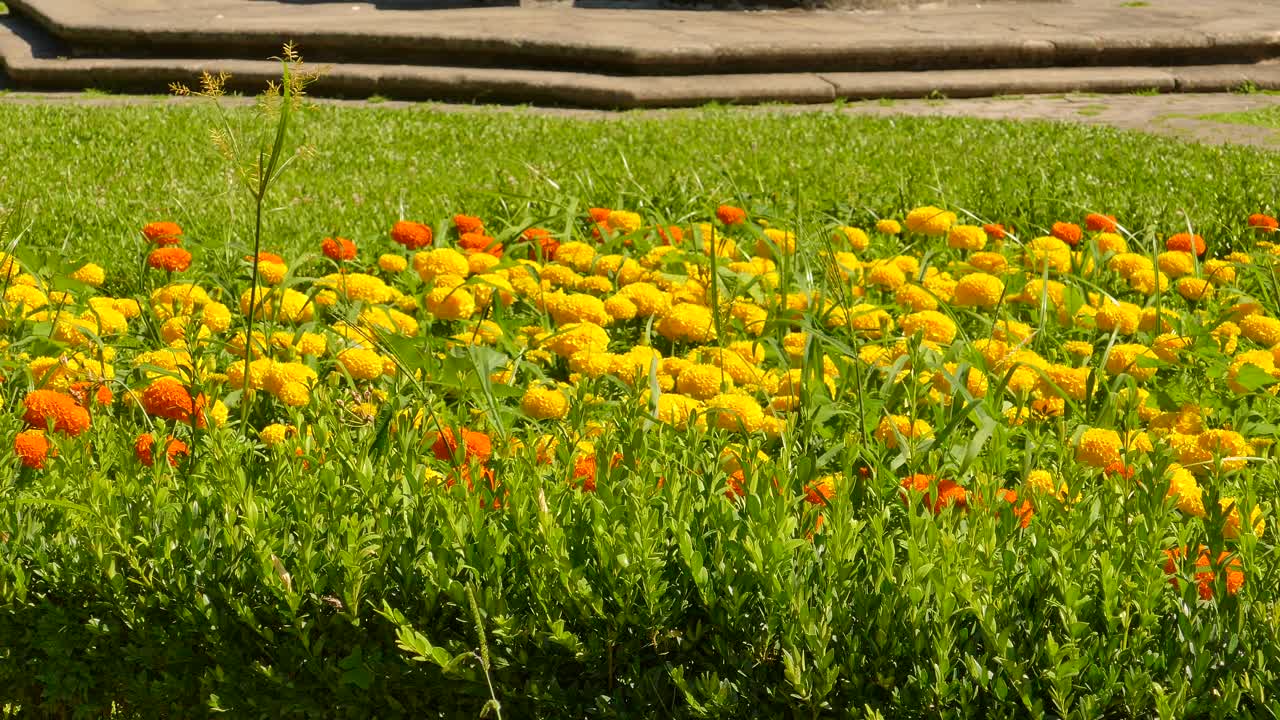 Colorful Marigold Flowers Blooming On The Fields At The Sunny Urban Park