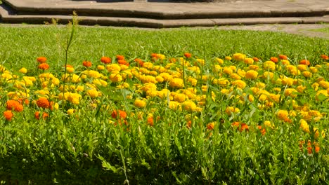 Colorful-Marigold-Flowers-Blooming-On-The-Fields-At-The-Sunny-Urban-Park