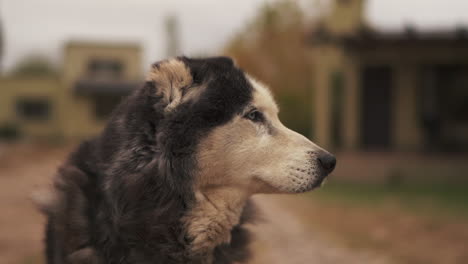 Siberian-Husky-Dog-with-great-fur,-sniffing-around,-shot-in-slowmotion