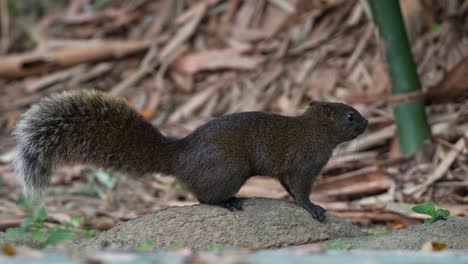 Little-agile-Pallas's-squirrel-spotted-foraging-on-the-ground-of-Daan-Forest-Park-in-Taipei,-Taiwan,-searching-for-and-collecting-food,-close-up-shot