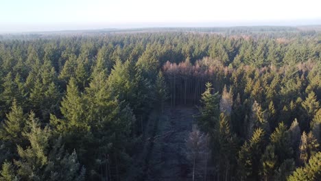 Wald-An-Einem-Verschneiten-Und-Eisigen-Tag-In-Den-Niederlanden,-Drenthe