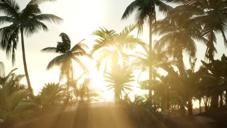 silhouette coconut palm trees at sunset