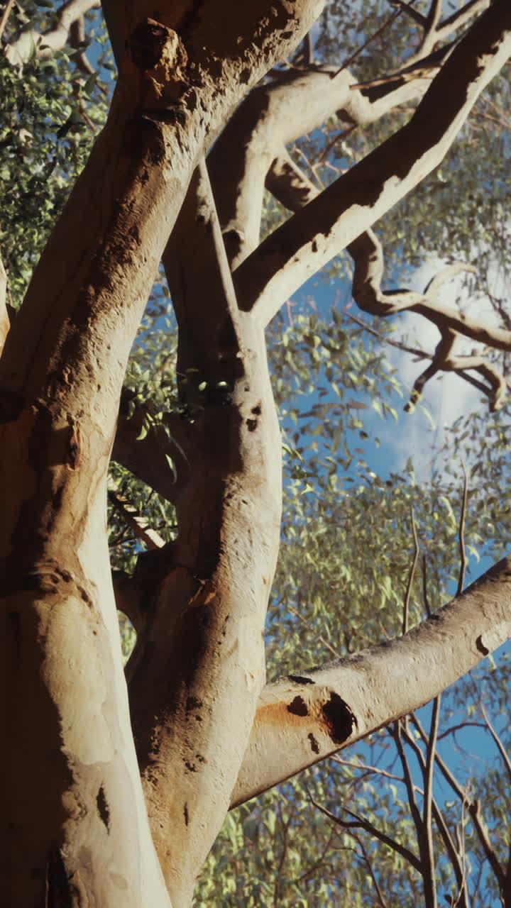 유칼립투스 나무 줄기 와 가지 들 의 근접 사진