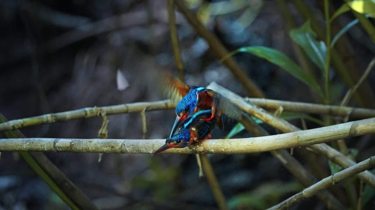 Pair Of Blue-eared Kingfishers Engaged In Mating Behavior On A Branch. - closeup shot