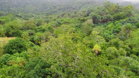 vista aérea sobre el denso y exuberante bosque tropical que muestra varias plantas y árboles verdes en santa marta, colombia