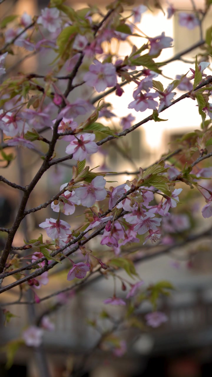 Close-up shot of blooming sakura branches swaying against a blurred urban park background in Japan.