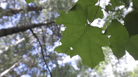 Light-glistening-behind-leaves-in-the-morning