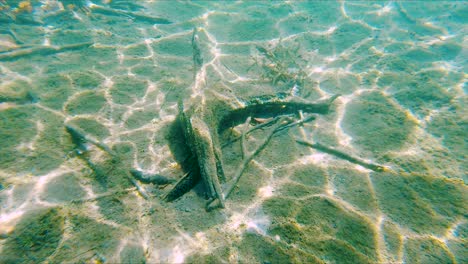 Swim-Away-from-Underwater-Log-in-Clear-Blue-Lake-in-Slow-Motion-as-Sunlight-makes-Beautiful-Abstract-Moving-Patterns-on-Sand-Bottom,-Wide-Dolly-Out-POV