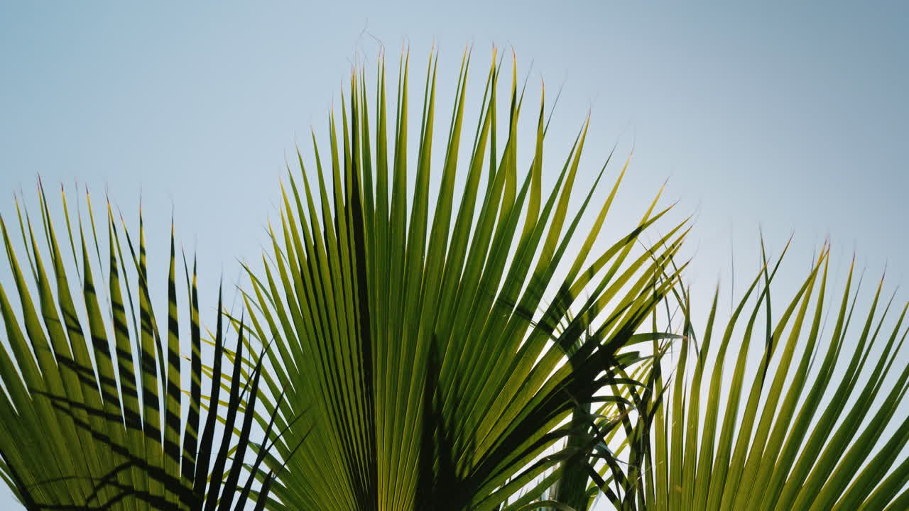 los rayos del sol brillan bellamente a través de las ramas de varias palmeras contra el cielo azul 4k video