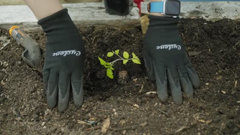 finishing planting a small plant in the soil