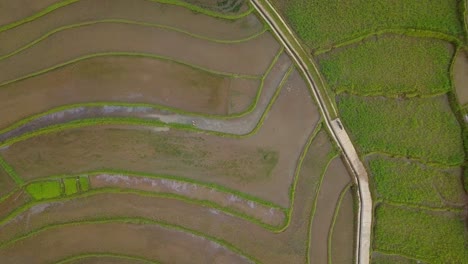 tonoboyo rice fields in central java, indonesia