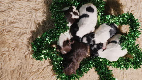 cachorros en decoración verde para el día de san patricio 01