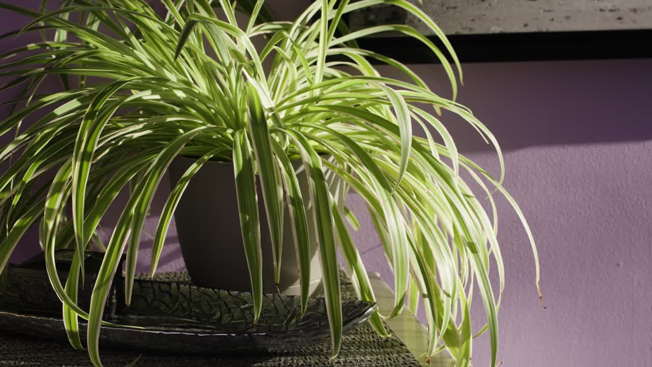 A potted green plant on a table in sunlight, slomo handheld.