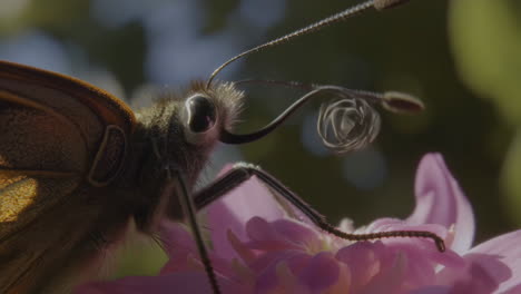 close-up macro shot of a butterfly on a pink flower