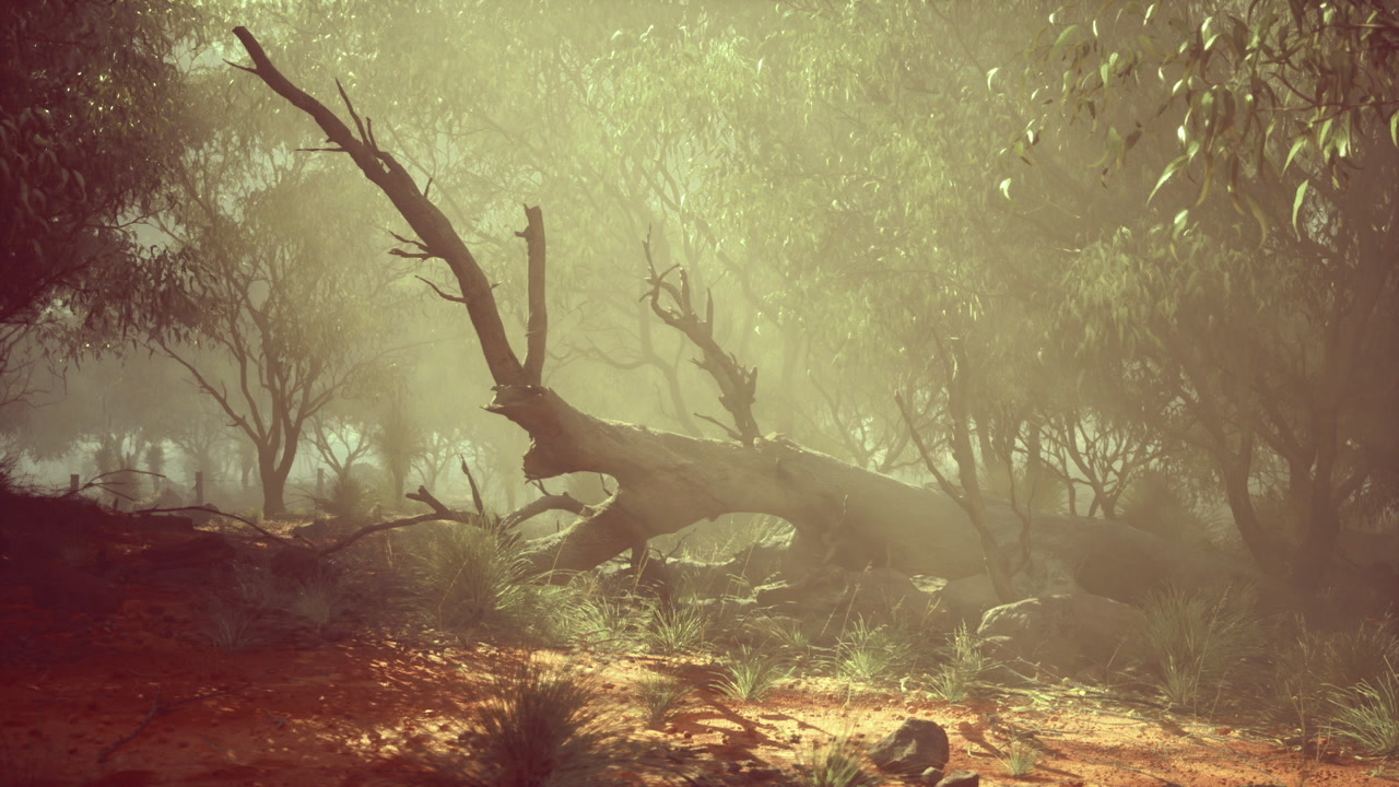 Forest peace scene mystical woodland clearing brightened by sunlight