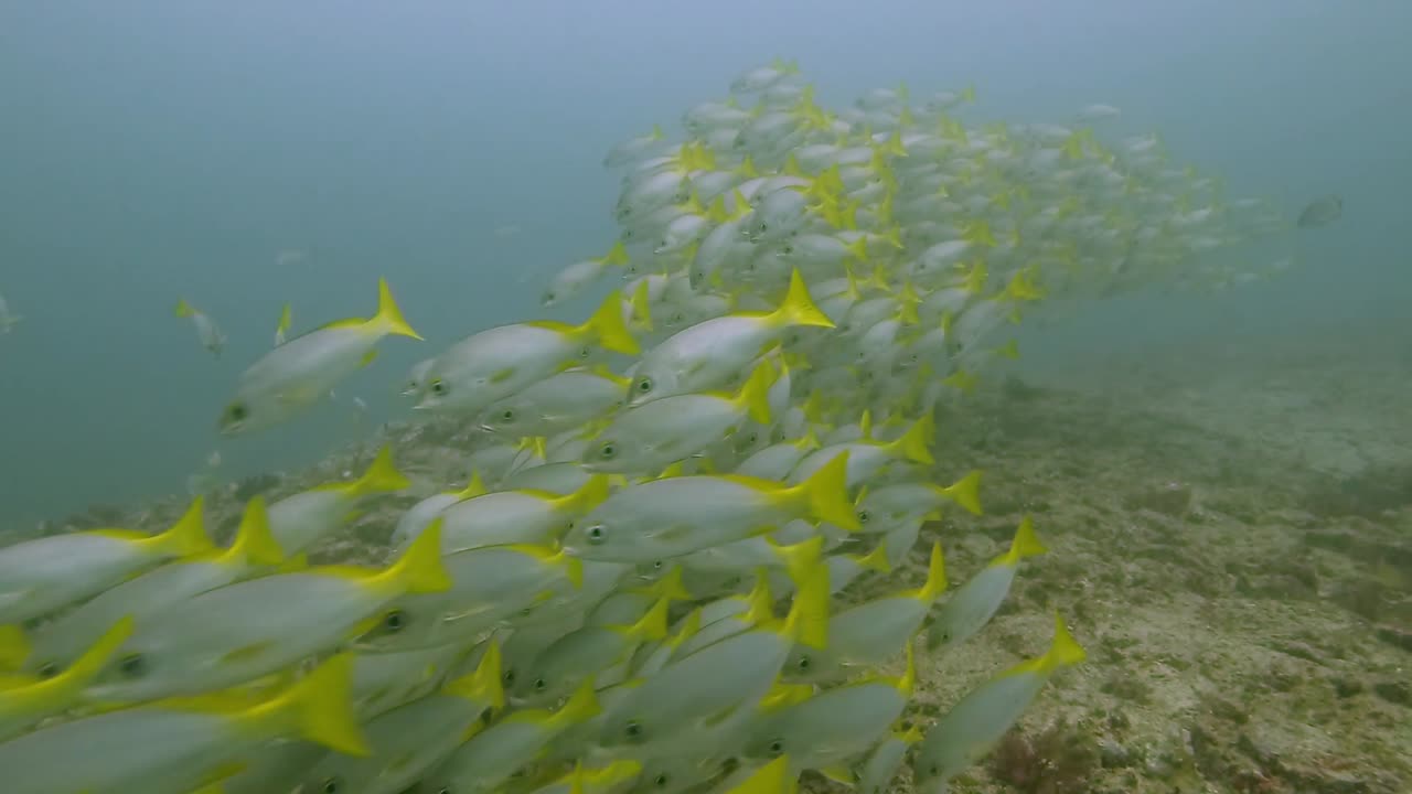 un grupo de peces cabra amarillos nadando bajo el agua en el mar azul del océano atlántico, cabo verde