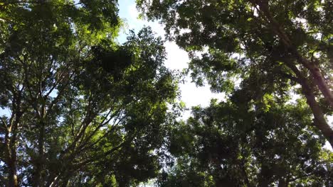 mirando hacia el cielo y caminando en un camino recto