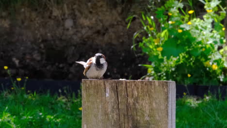 Small-garden-bird-perched-on-wood-in-a-sunny-UK-garden