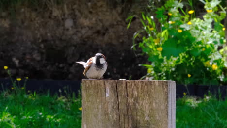 Kleiner-Gartenvogel-Auf-Holz-In-Einem-Sonnigen-Britischen-Garten