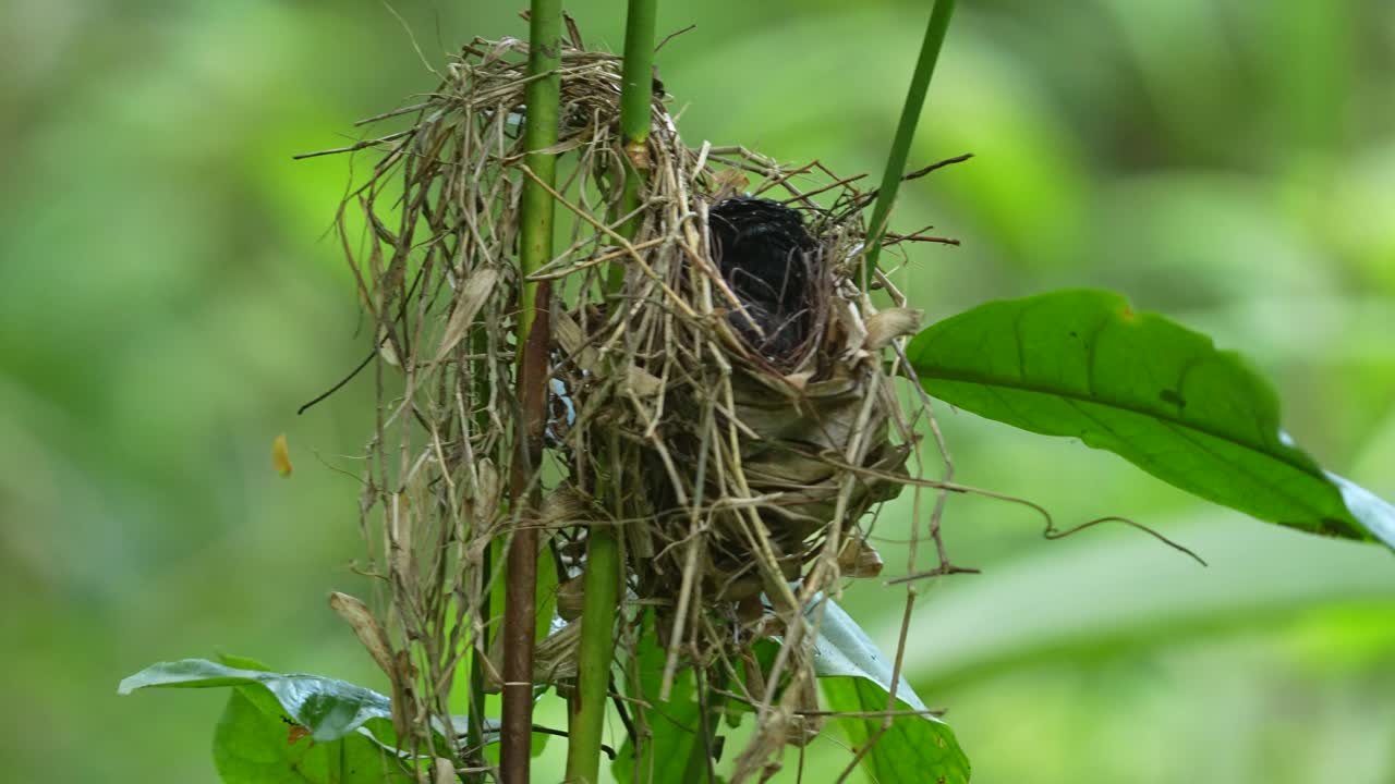 a Surniculus lugubris (Drongo Cuckoo) chick in a nest, possibly of a host species, built among slender green plant stalks