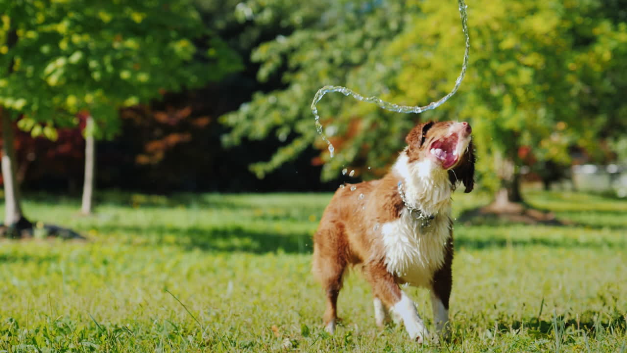 perro gracioso jugando con una manguera de jardín juega con el dueño y diviértete juntos