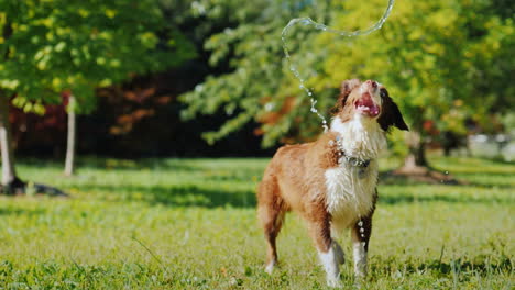Lustiger-Hund,-Der-Mit-Einem-Gartenschlauch-Spielt,-Mit-Dem-Besitzer-Spielen-Und-Zusammen-Spaß-Haben