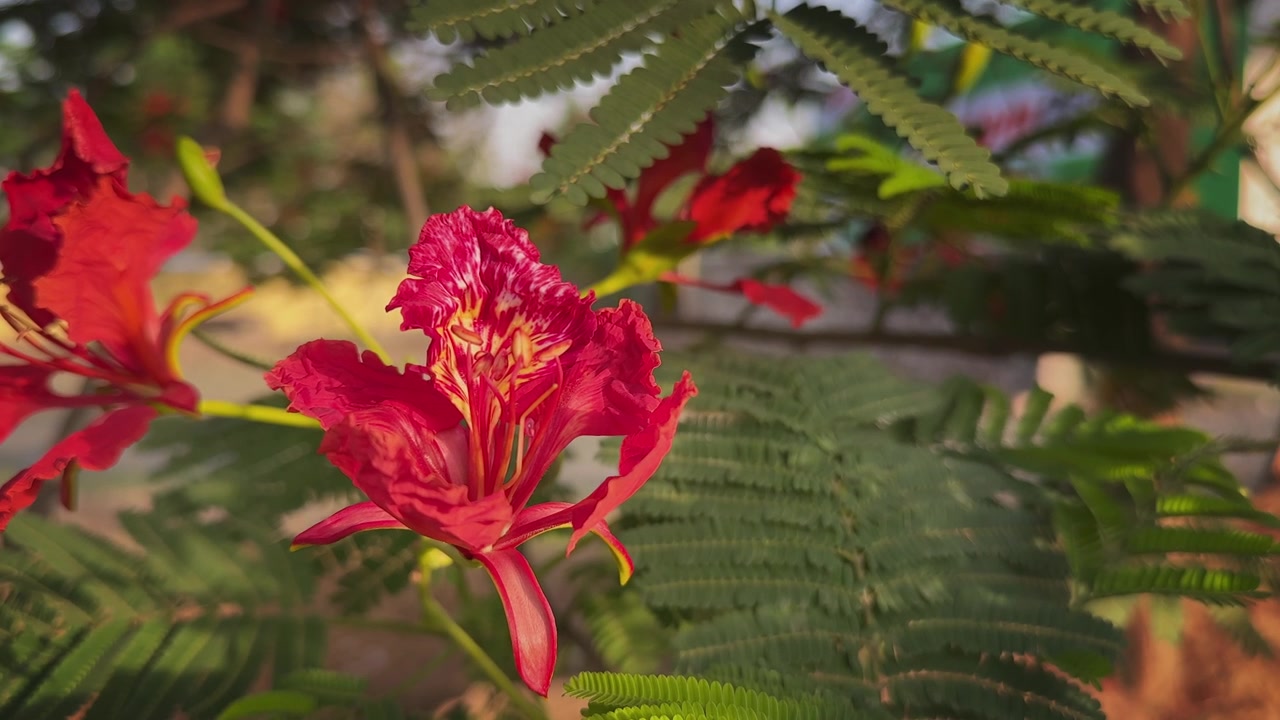 Close-up bunga Gulmohar yang sedang mekar dikelilingi oleh dedaunan halus seperti pakis, menonjolkan pola kelopak yang rumit dan warna merah cerah yang bersinar dalam cahaya matahari alami yang hangat
