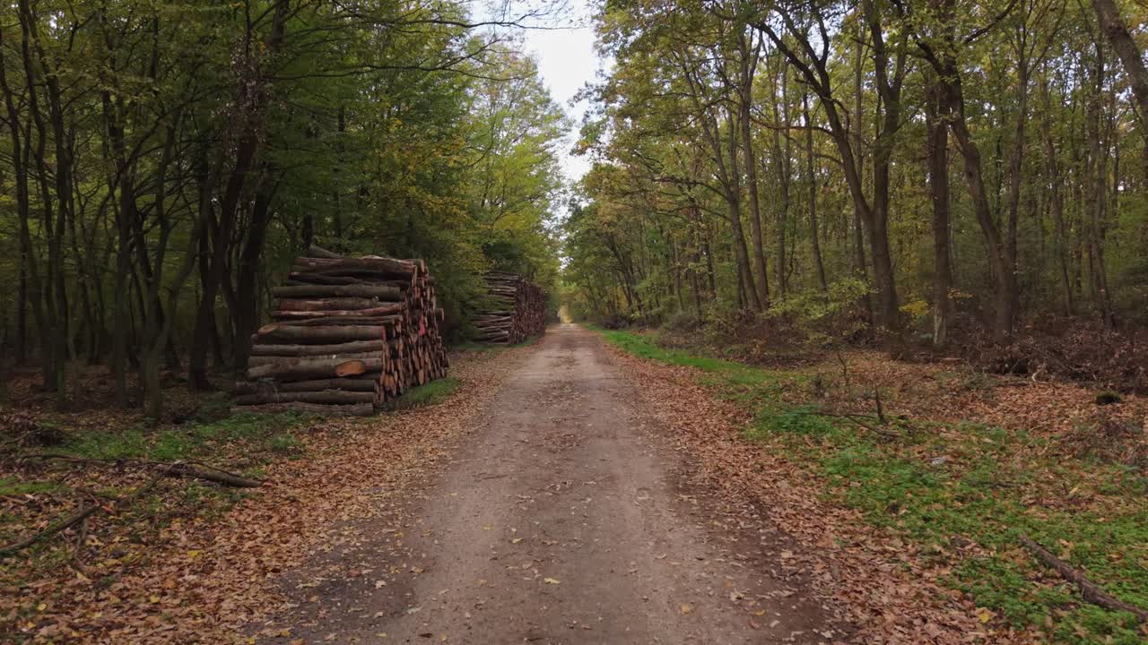 A peaceful dirt road stretches through an autumn forest, lined with tall trees and stacks of cut logs on one side. Fallen leaves cover the path, creating a calm and natural woodland atmosphere
