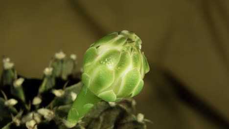 cactus bud swelling and briefly coming into bloom, waking up, then closing and going back to sleep