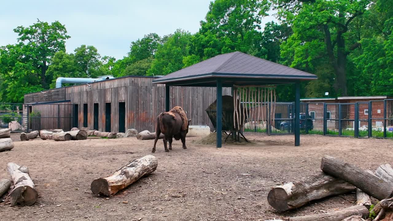 European bison in a zoo enclosure with wooden buildings, logs, and a feeding shelter, highlighting wildlife conservation and natural habitat design