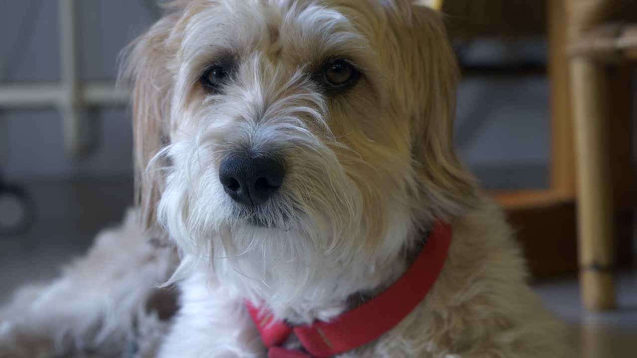 너무 빨리 먹는 것, 스트레스, 피로 또는 흥분으로 인해 딸꾹질을 하는 귀여운 강아지