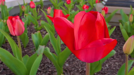 Panoramización-En-Flor-De-Tulipán-Rojo-En-El-Jardín-Que-Acaba-De-Florecer-Ayer-Y-El-Viento-De-Primavera-Soplando,-Siéntete-Romántico-Con-Hermosas-Flores