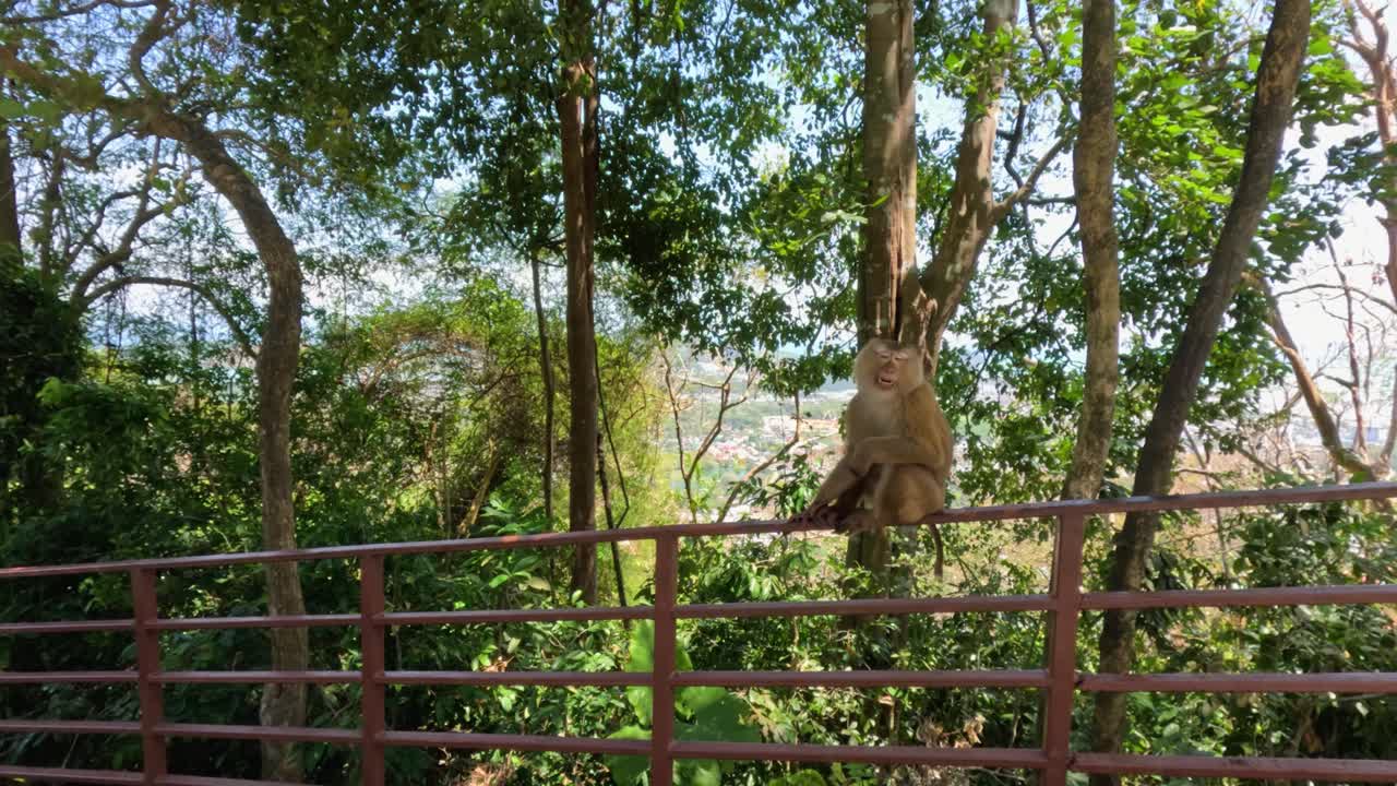 Macaque monkey sits calmly on metal railing, surrounded by lush tropical forest, daylight, steady shot