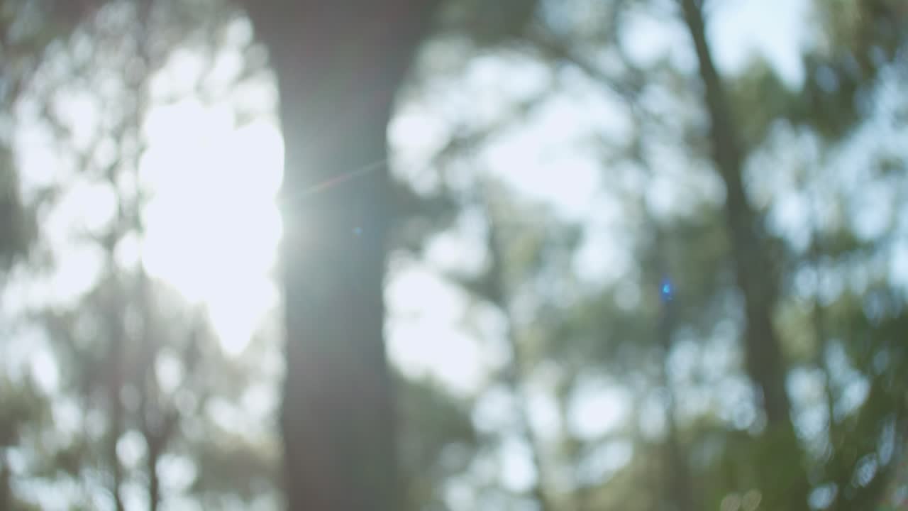 Sun shining through dense forest treetops in shallow depth of field shot