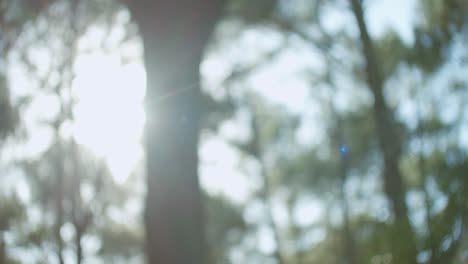 sun shining through dense forest treetops in shallow depth of field shot