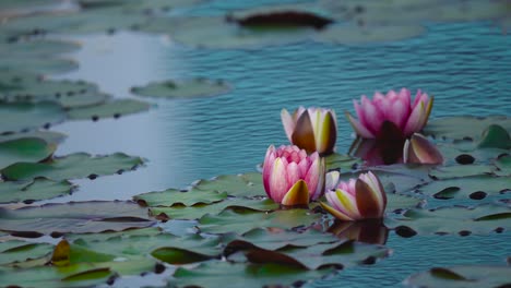 nenúfares, de pie en la superficie del agua pacífica con hojas de plantas