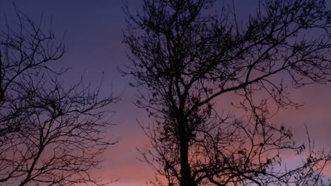 silhouette shot of trees with a colorful sky at sunset. slow tilt up, zoom out