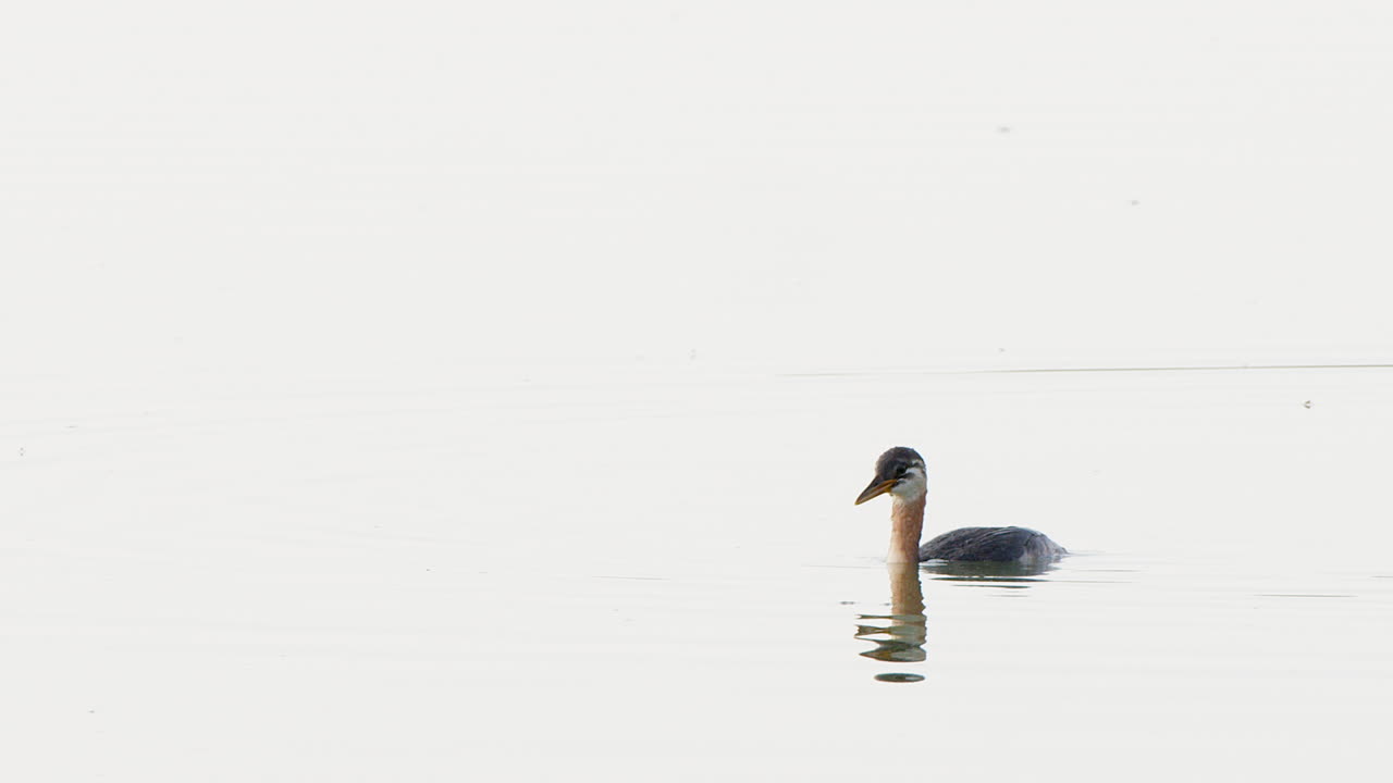 Red-necked grebe waterfowl dives under high key water leaving ripples