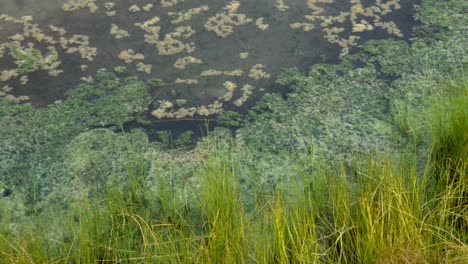 Native-algae-and-grasses-at-Australian-Outback-Artesian-Spring,-The-Bubbler---4k-100fps