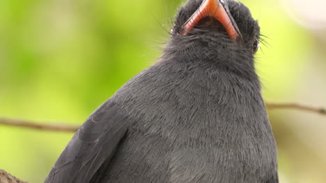 el primer plano de un pájaro monja de frente negra girando su cuello mirando alrededor, un exuberante fondo de bosque tropical