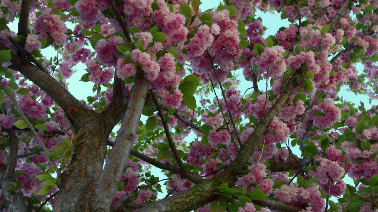 hermosas flores de sakura rosadas en el jardín vista desde abajo. paisaje romántico.