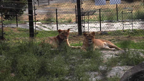 Dos-Leones-Descansando-En-El-Suelo-Vistos-A-Través-De-Una-Cerca-De-Alambre-De-Desenfoque-En-El-Zoológico