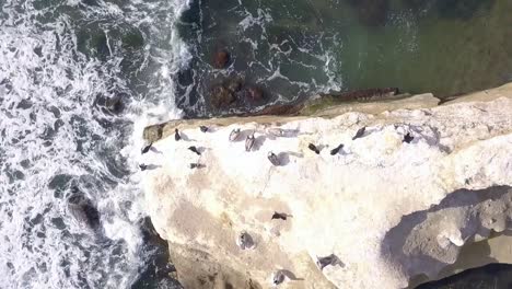 slow motion, bird rock with pelicans