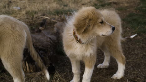 Cute-Baby-Dogs-resting-outdoors-in-nature-on-grass-field-in-garden,-slow-motion---Slow-motion