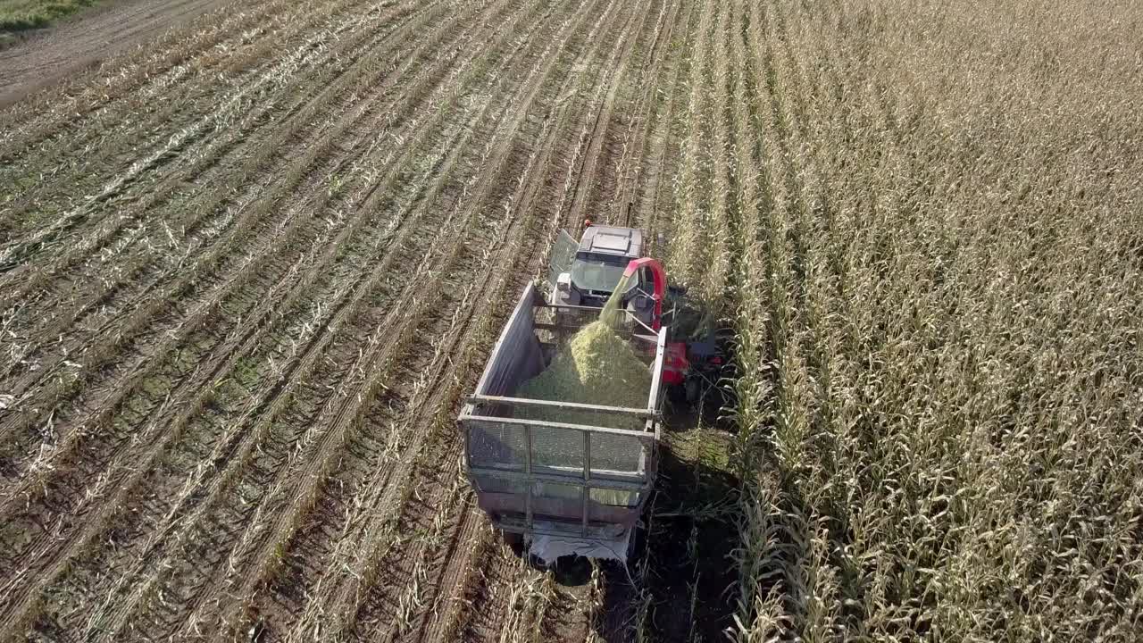 vista aérea de primer plano del campo de maíz de cosecha del tractor - remolque de llenado con biomasa