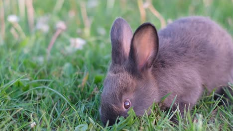 vertical video black little rabbit sitting in the field
