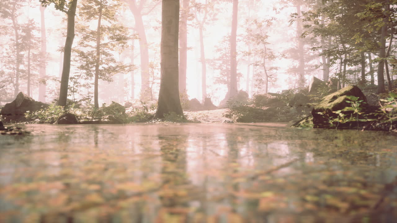 paisagem de lagoa de floresta nebulosa