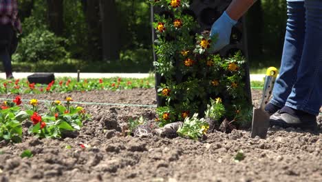 women gardening outdoors in city park.