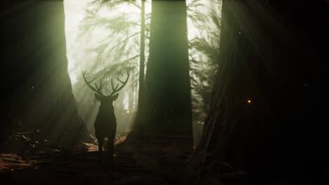 hermosos ciervos en el bosque con luces increíbles por la mañana