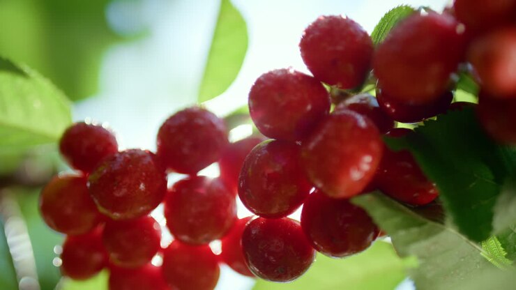 Primo piano di ciliegie rosse bagnate e lucenti sul ramo. Frutto ricco di vitamine e freschezza.